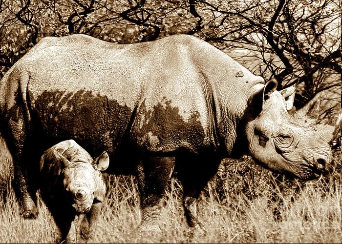 Rhinoceros Greeting Card featuring the photograph Black Rhino and youngster by Baggieoldboy
