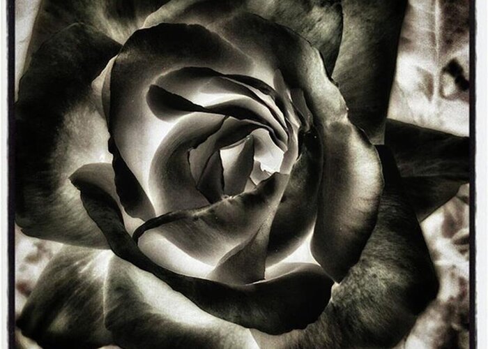 Artphoto Greeting Card featuring the photograph Black Rose. Symbol Of Farewells by Mr Photojimsf