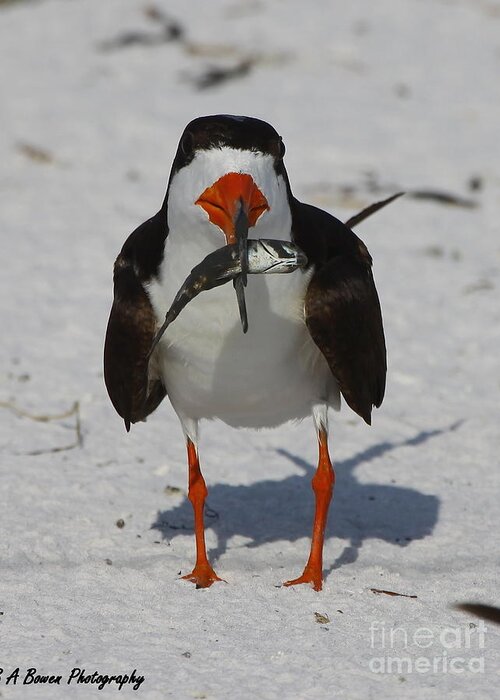 Black Skimmer Greeting Card featuring the photograph Black Skimmer with dinner by Barbara Bowen