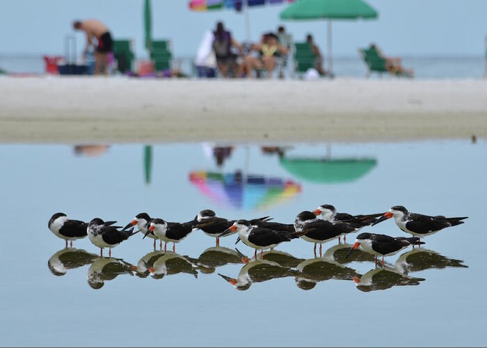 Bird Greeting Card featuring the photograph Black Skimmers Enjoying the Beach by Artful Imagery