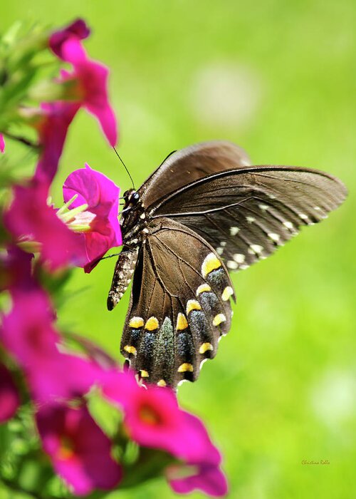 Black Swallowtail Butterfly Greeting Card featuring the photograph Black Swallowtail Butterfly by Christina Rollo