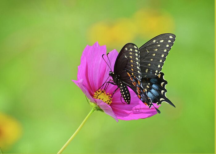 Butterfly Greeting Card featuring the photograph Black Swallowtail on a Cosmos by Rodney Campbell