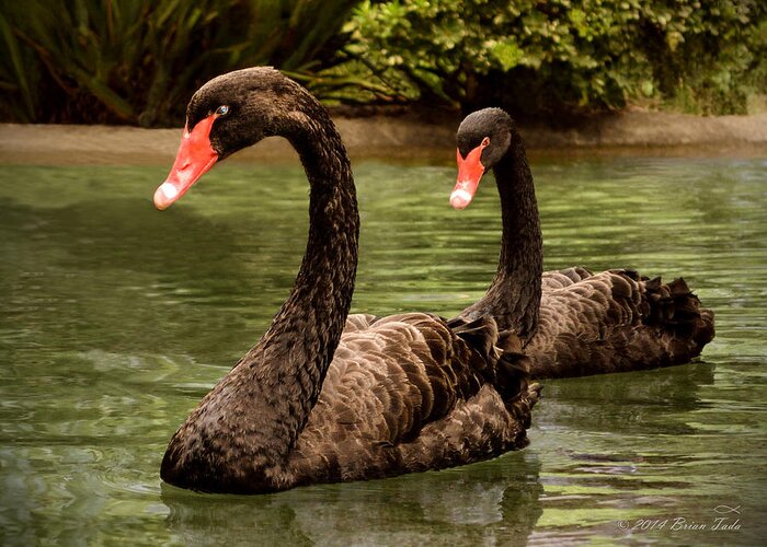 Black Swan Greeting Card featuring the photograph Black Swans at Napa California by Brian Tada