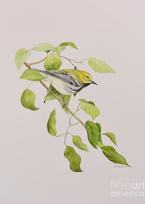 Warbler Greeting Card featuring the painting Black-throated Green Warbler by Charles Owens