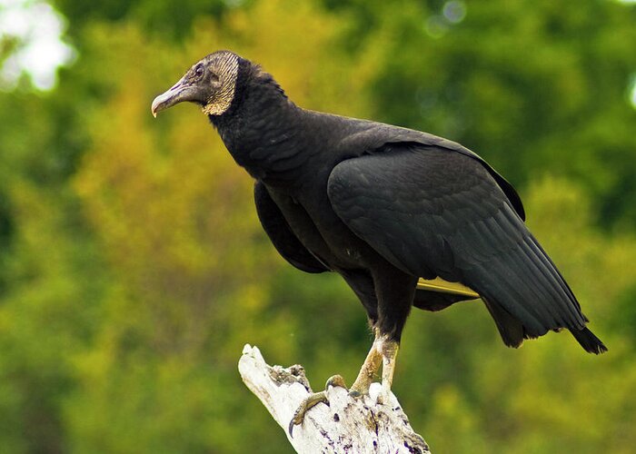Vulture Greeting Card featuring the photograph Black Vulture by Bill Barber