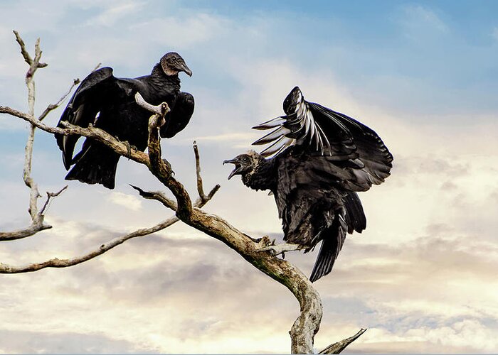 Vultures Greeting Card featuring the photograph Black vultures by Sam Rino