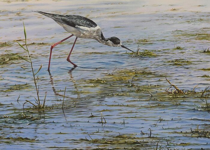 Wildlife Paintings Greeting Card featuring the painting Black WInged Stilt by Alan M Hunt