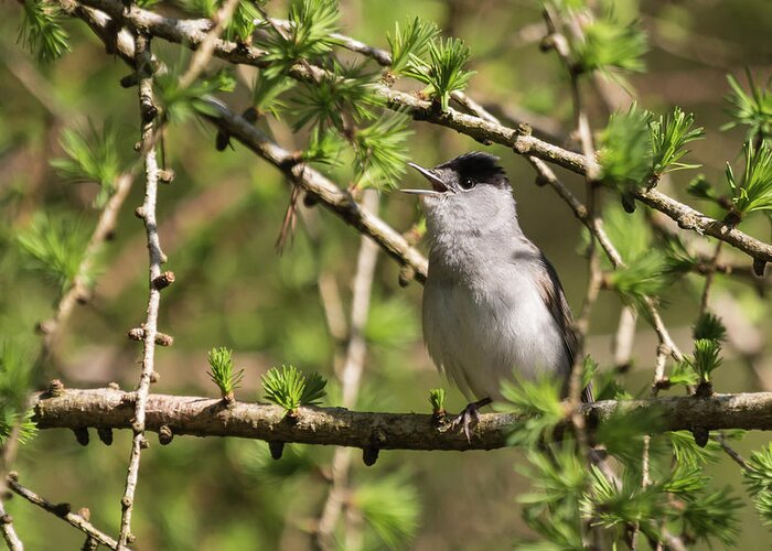 Blackcap Greeting Card featuring the photograph Blackcap Serenade by Wendy Cooper