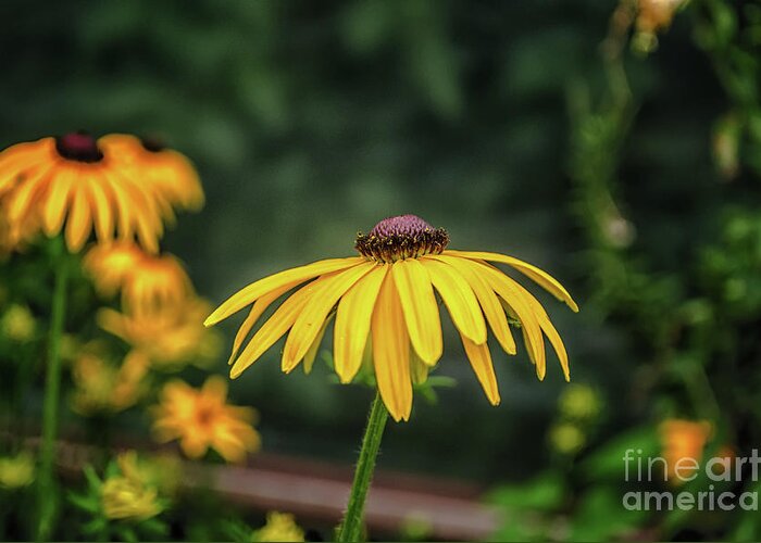 Michelle Meenawong Greeting Card featuring the photograph Blackeyed Susan by Michelle Meenawong