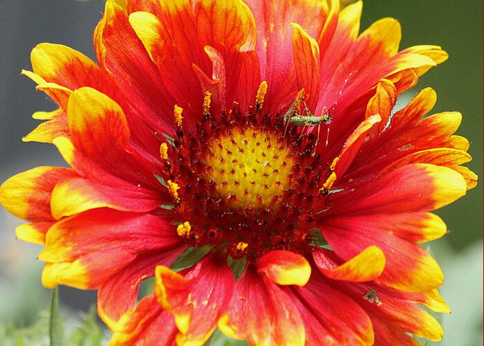 Nature Greeting Card featuring the photograph Blanket Flower and Bug by Sheila Brown