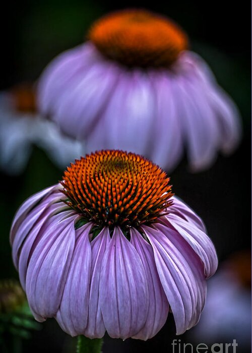 Cone Flower Greeting Card featuring the photograph Cone Flower Twins by James Aiken