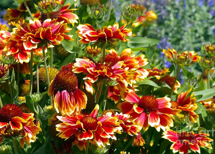 Gaillardia Greeting Card featuring the photograph Blanket Flowers by Sharon Talson