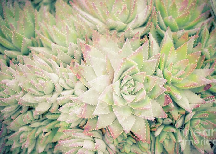 Plants Greeting Card featuring the photograph Blanket of Succulents by Ana V Ramirez