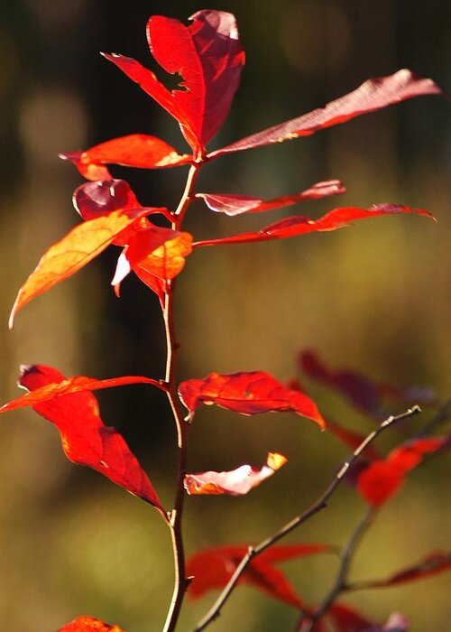 Foliage Greeting Card featuring the photograph Blazing fire by Lori Mellen-Pagliaro