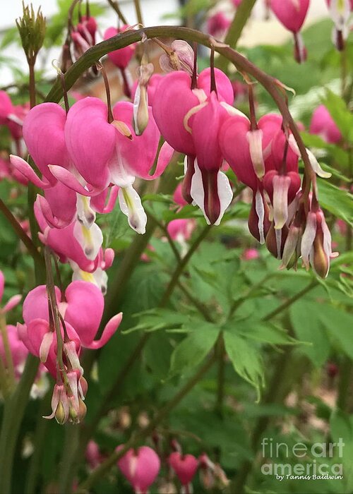 Bleeding Greeting Card featuring the photograph Bleeding Hearts by Tannis Baldwin