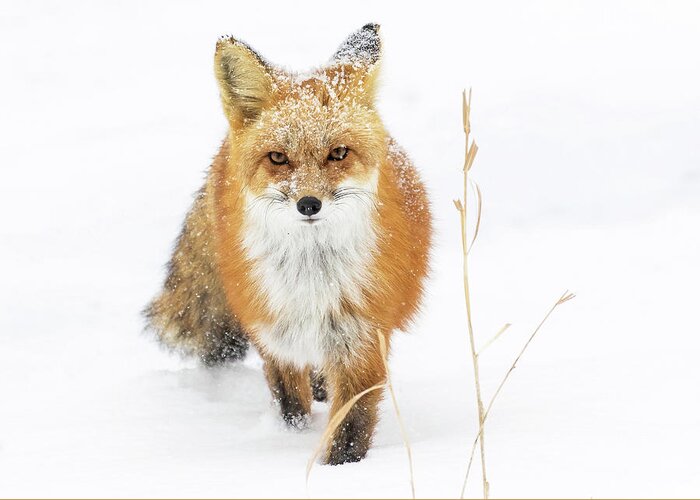 Red Fox Greeting Card featuring the photograph Blizzard Fox by Mindy Musick King