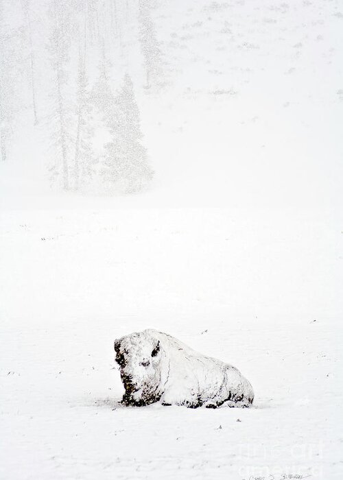 Landscape Greeting Card featuring the photograph Blizzard Winter Buffalo by Craig J Satterlee