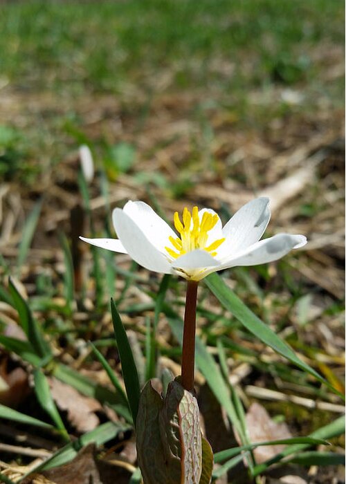 Blood Root Greeting Card featuring the photograph Blood Root by Brook Burling