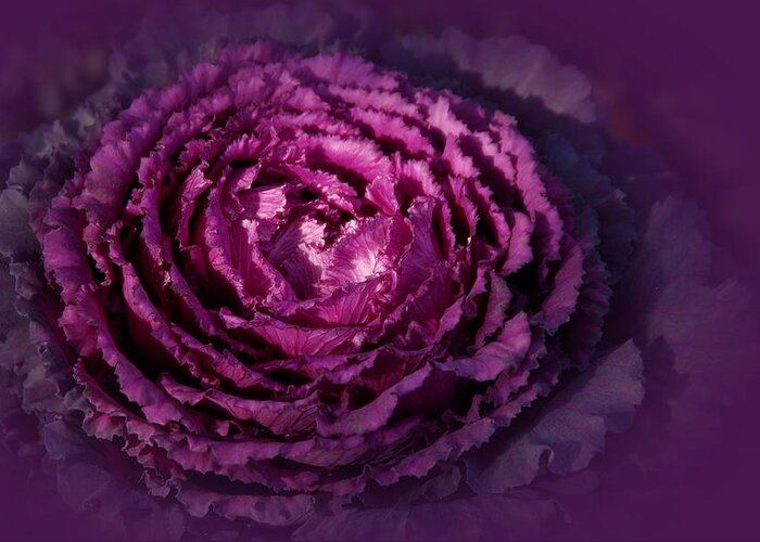 Purple Greeting Card featuring the photograph Blooming Cabbage by Angie Tirado