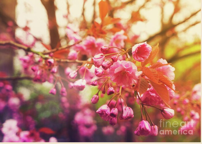 Cherry Greeting Card featuring the photograph Blooming Cherry Tree by Anastasy Yarmolovich