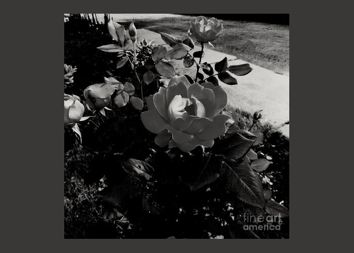 Flower Greeting Card featuring the photograph Blooming Flower in Black and White by Frank J Casella