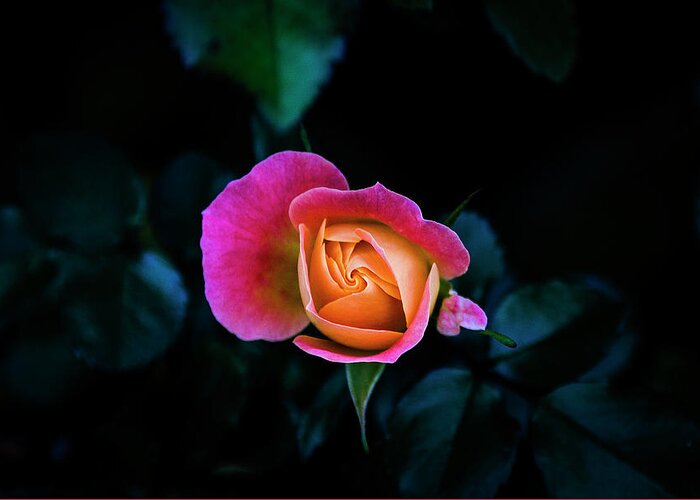 Rose Greeting Card featuring the photograph Blooming by Jennifer Walsh