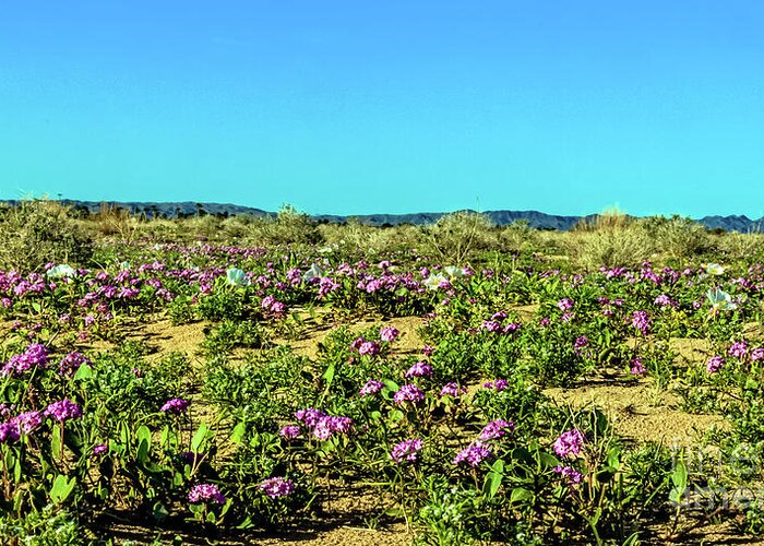 Arizona Greeting Card featuring the photograph Blooming Sand Verbena by Robert Bales