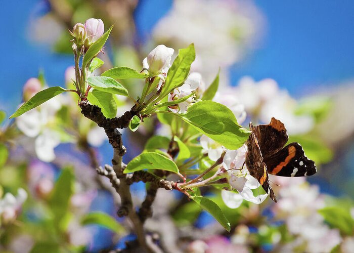 Blossoms Greeting Card featuring the photograph Blossoms and butterfly by Tatiana Travelways