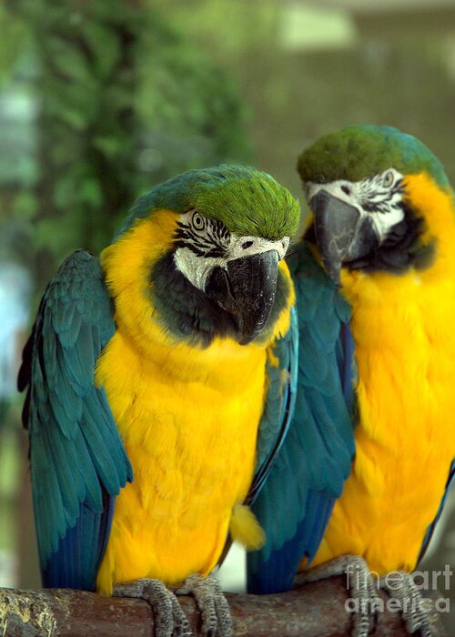 Parrot Greeting Card featuring the photograph Blue and Gold Macaws by Kathi Shotwell