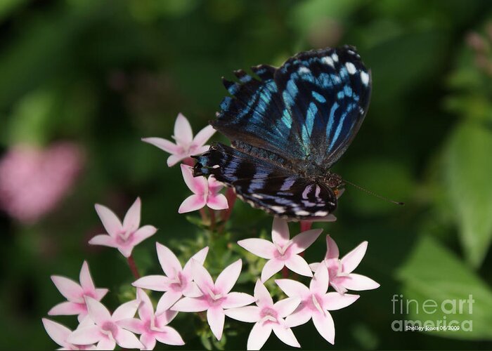 Butterfly Greeting Card featuring the photograph Blue and Pink make Lilac by Shelley Jones