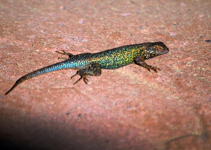 Blue Bellied Fence Lizard In Breeding Colors Greeting Card featuring the photograph Blue Bellied Fence Lizard in Breeding Colors by Frank Wilson