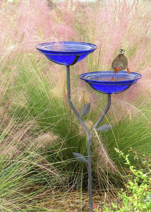 Baths Greeting Card featuring the photograph Blue Bird Bath by Rosalie Scanlon