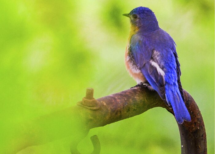 Bird Greeting Card featuring the photograph Blue Bird by Chuck Brown