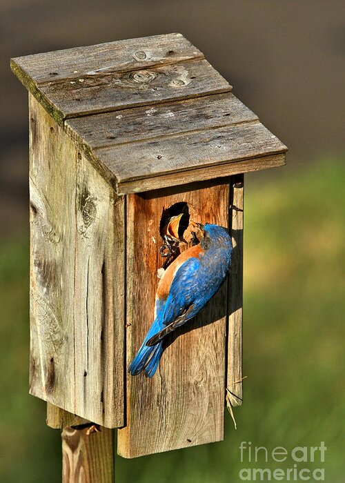Bluebirds Greeting Card featuring the photograph Open Wide by Adam Jewell
