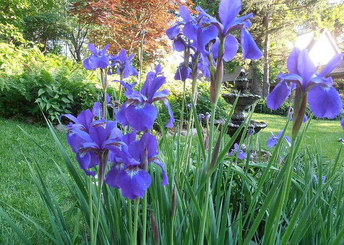 Blue Greeting Card featuring the photograph Blue Blue Iris by Tim Donovan
