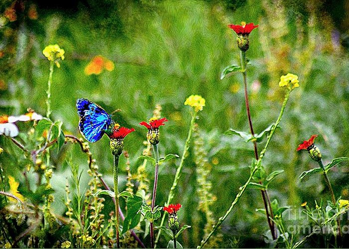 John+kolenberg Greeting Card featuring the photograph Blue Butterfly In Meadow by John Kolenberg