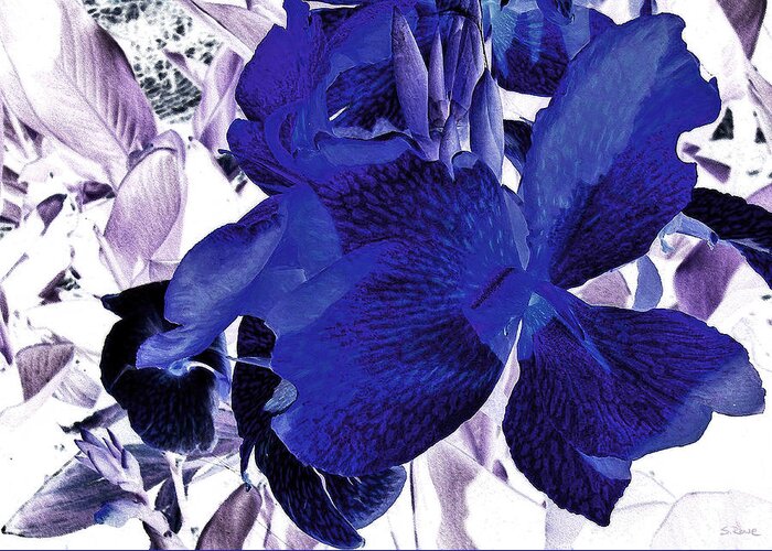 Blue Canna Lilyblue Lily Greeting Card featuring the photograph Blue Canna Lily by Shawna Rowe