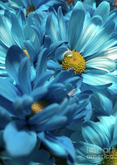 Blue Flower Greeting Card featuring the photograph Blue Chrysanthemums by CAC Graphics