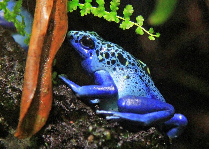 Frog Greeting Card featuring the photograph Blue Dart Frog by Shoal Hollingsworth