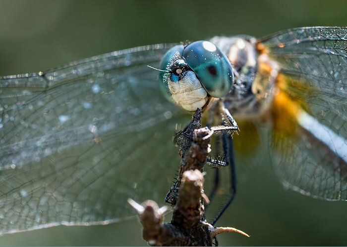 Dragonfly Greeting Card featuring the photograph Blue Dasher Dragonfly by Brad Boland