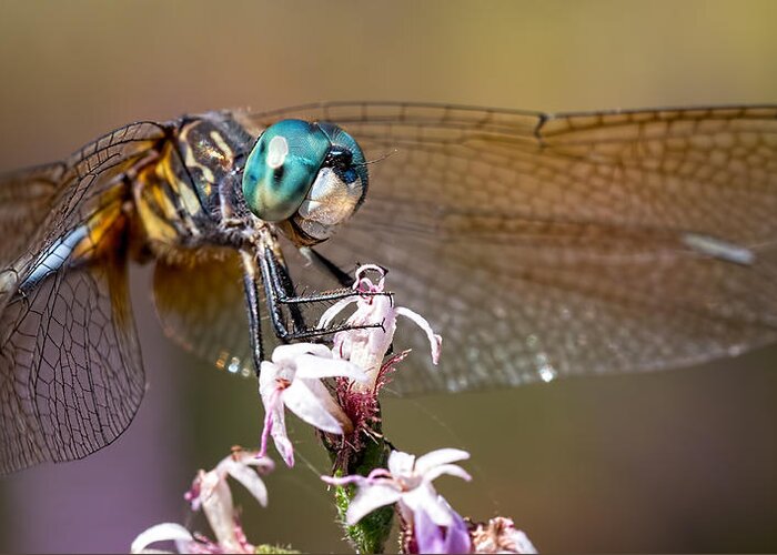 Dragonfly Greeting Card featuring the photograph Blue Dasher Dragonfly Resting by Brad Boland