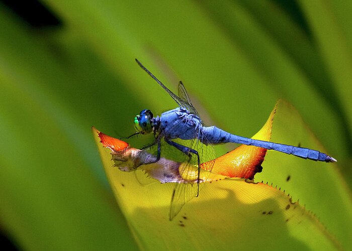 Sandra Anderson Greeting Card featuring the photograph Blue Dasher Dragonfly by Sandra Anderson