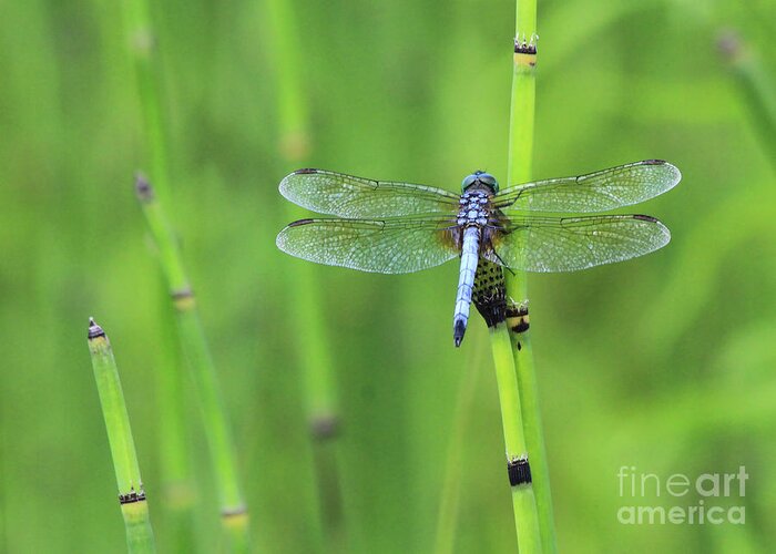 Blue Dasher Greeting Card featuring the photograph Blue Dasher by Paula Guttilla