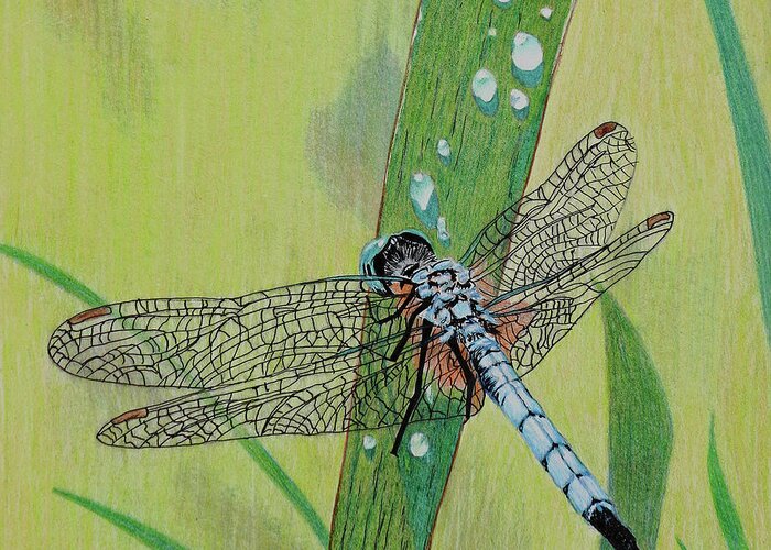 Insect Greeting Card featuring the drawing Blue Dasher by Terri Mills