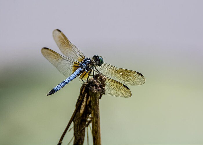 Dragon Fly Greeting Card featuring the photograph Blue Dragon by Andy Smetzer