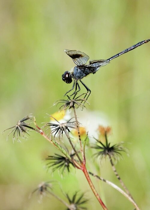 Beautiful Greeting Card featuring the photograph Blue Dragonfly by Dawn Currie