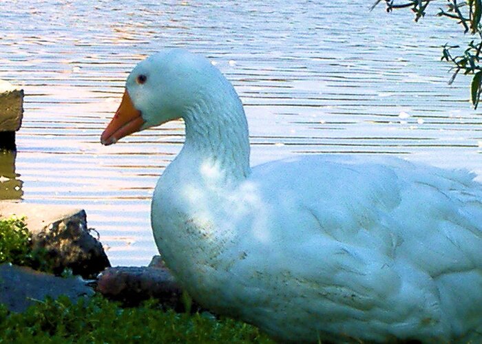 Duck Greeting Card featuring the photograph Blue Duck by Diane Ferguson