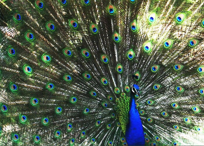 Peacock Greeting Card featuring the photograph Blue Eyes by Linda Sannuti