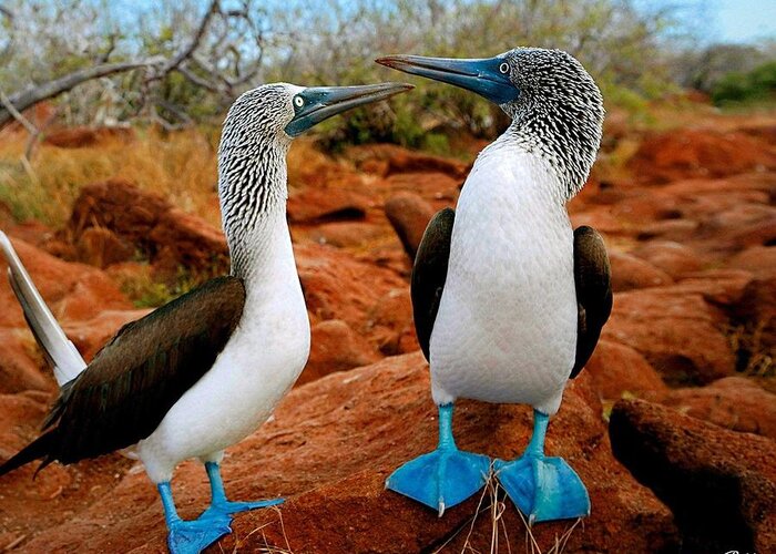 Blue-footed Booby Greeting Card featuring the photograph Blue-footed Booby by Mariel Mcmeeking