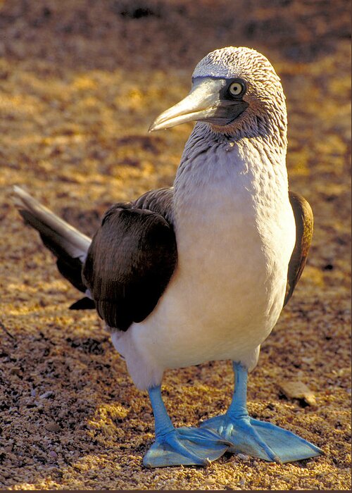 Blue Greeting Card featuring the photograph Blue-Footed Booby by Ted Keller